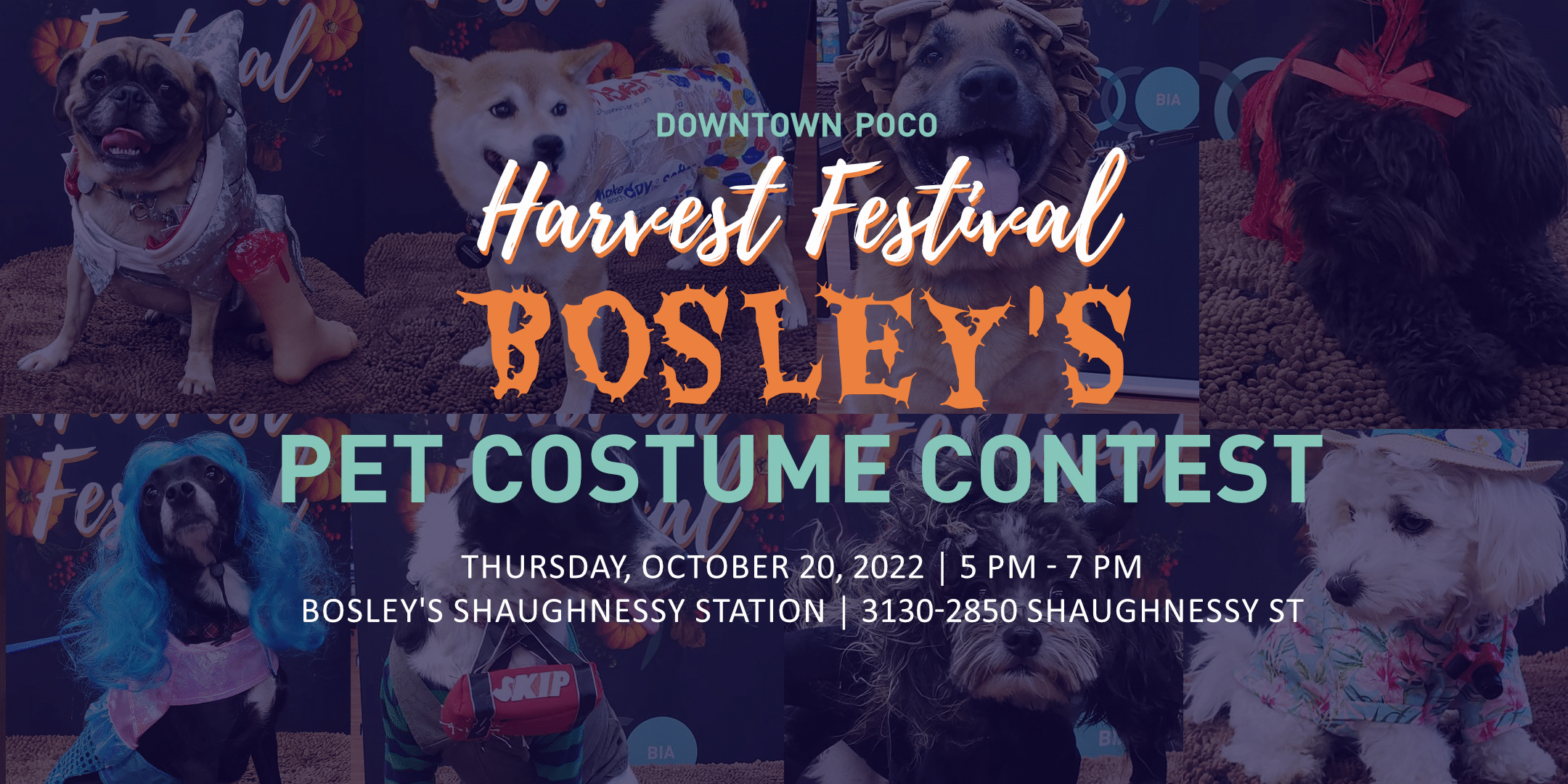 Harvest-Festival-bosleys